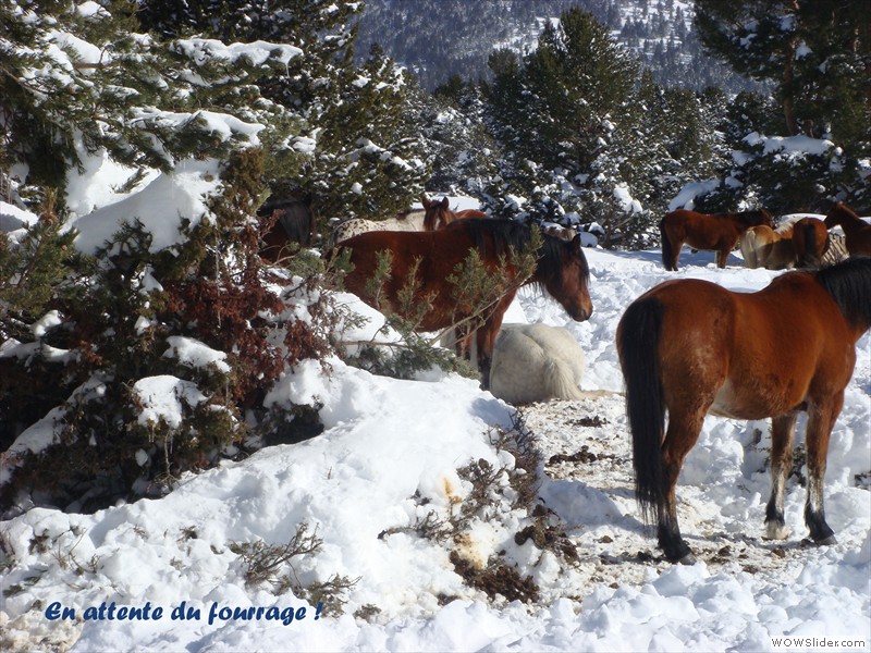 Chevaux robustes et résistants !