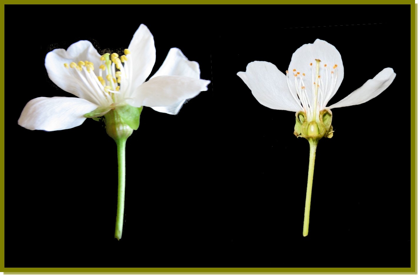 fleur de cerisier
